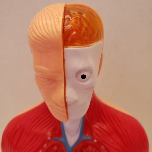 Medical Training Aid Torso Decor - Picture 4 of 9